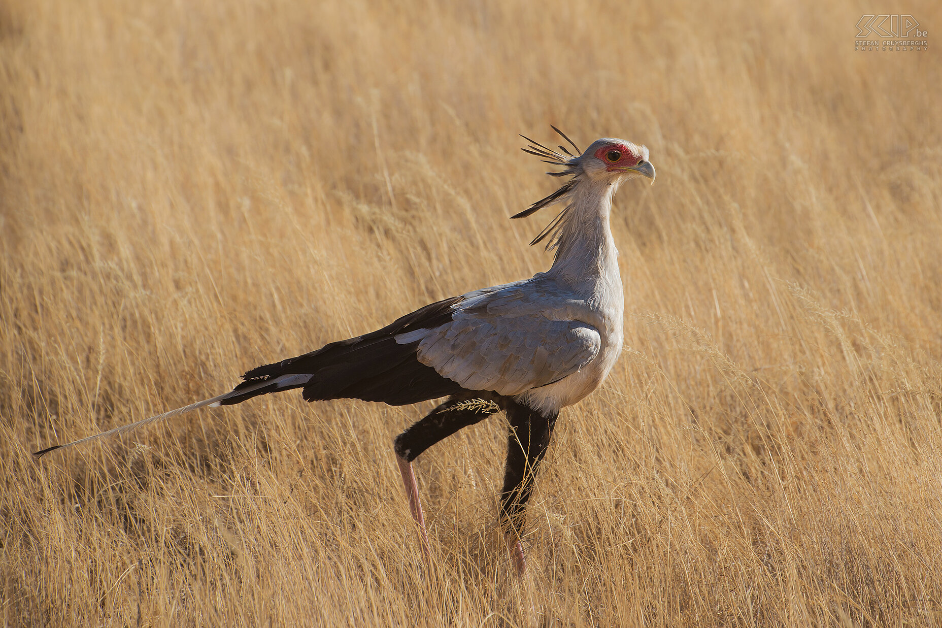 Samburu - Secretarisvogel De volgende ochtend zagen we een paar secretarisvogels (Sagittarius serpentarius) die samen op jacht waren. De secretarisvogel is een grote grondvogel die leeft in open graslanden en savanne en te voet op jacht gaat. Ze eten insecten, hagedissen, slangen en ook kleine zoogdieren zoals muizen, hazen, mangoesten, ... Stefan Cruysberghs